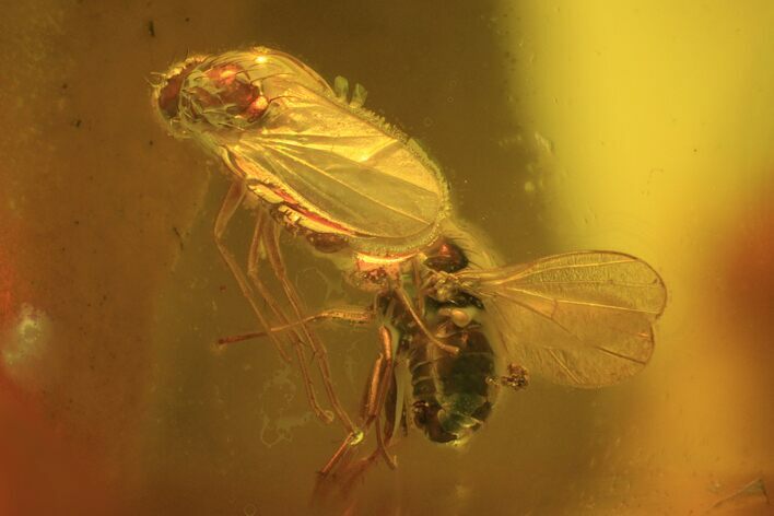 Detailed Fossil Fly (Diptera) In Baltic Amber #58058